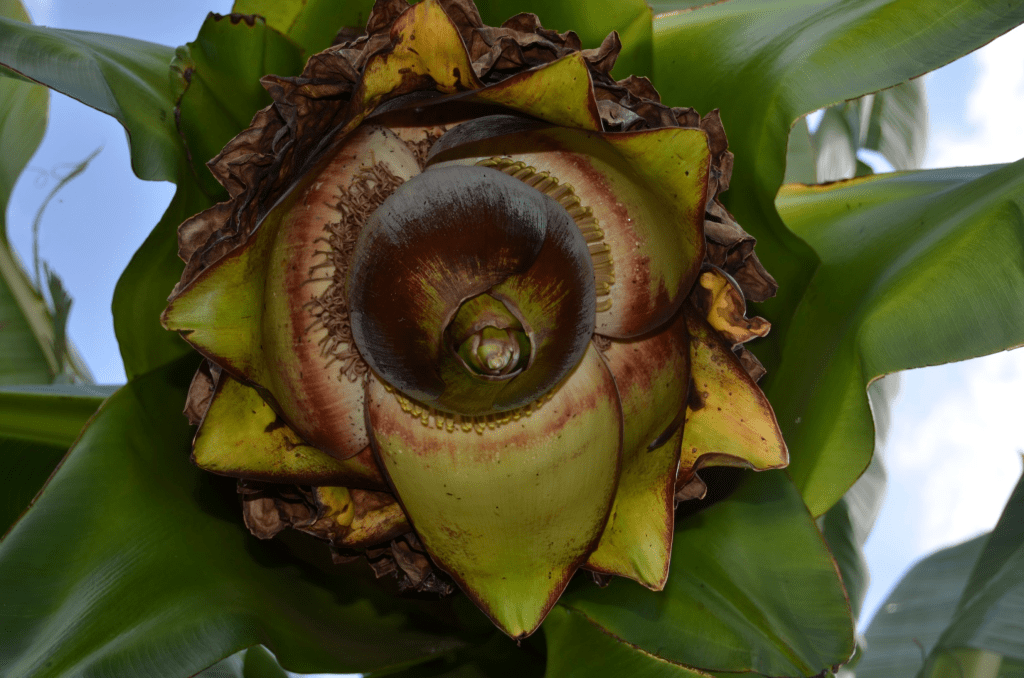 Close-up of a banana flower surrounded by green leaves